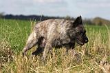 BOUVIER DES ARDENNES 234